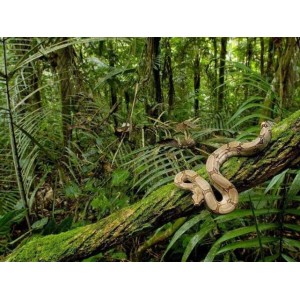 爆笑冒险：恐怖雨林1080P高清，中字支持，全程笑点，虎妈猪队友拯救疯狂亚马逊！