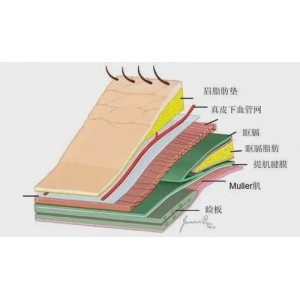 了解筋膜：从定义到预防，1-6步认识你的身体